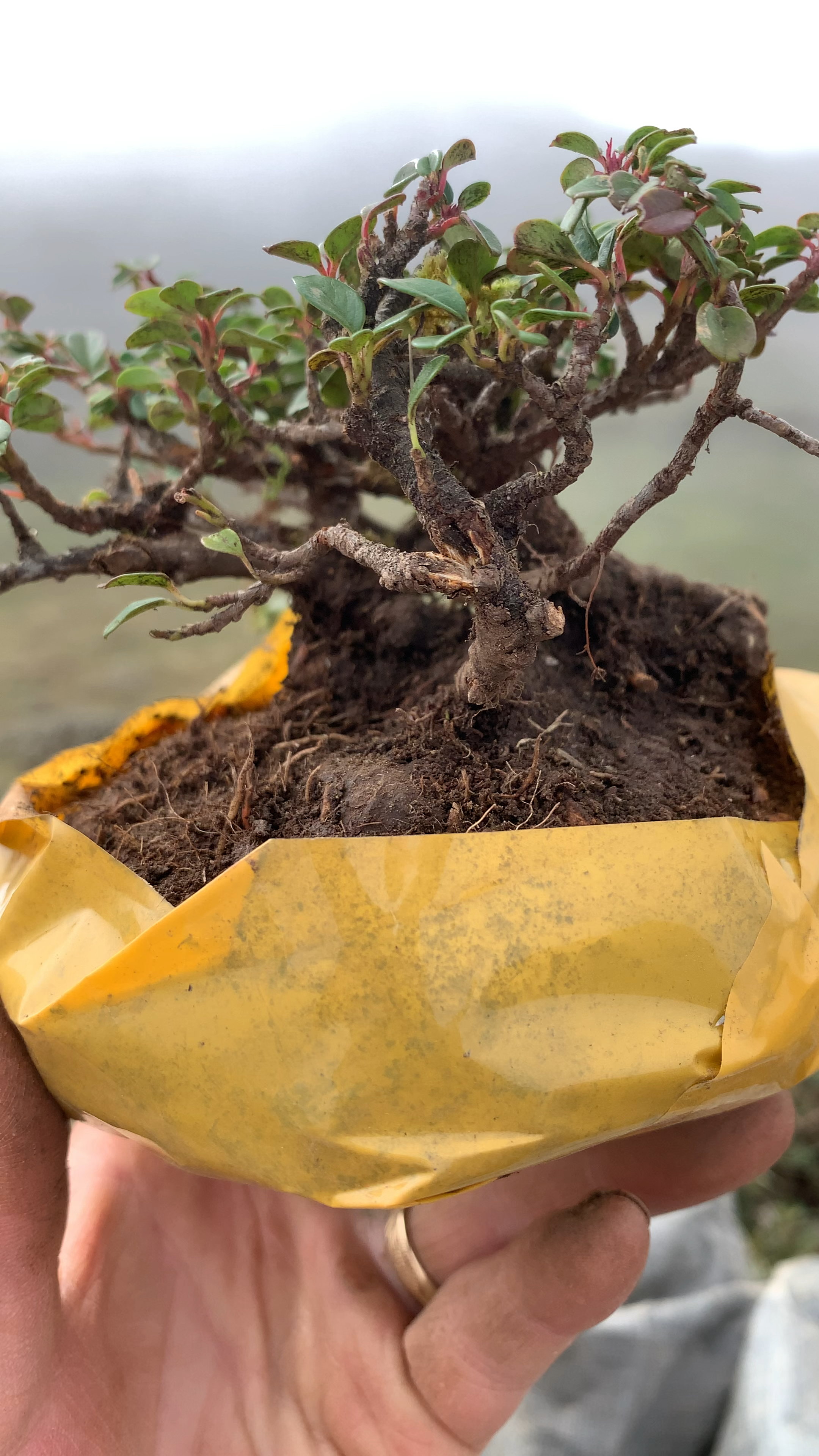 白花珍珠大果荀子喜歡雙擊加關注