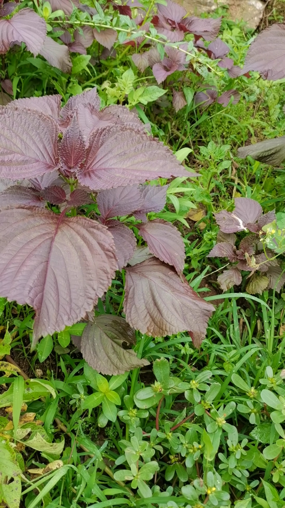 唐慰祖百草园野生紫苏种植基地