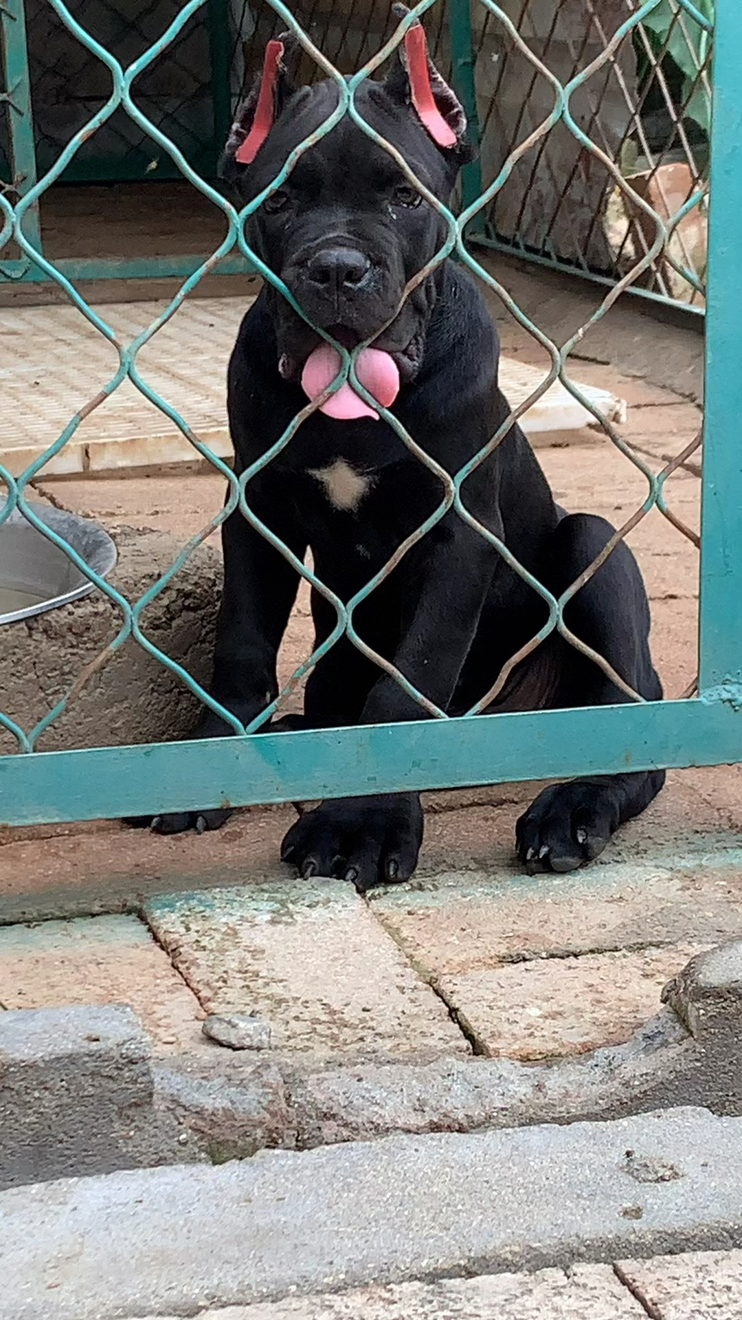 卡斯罗精品卡斯罗黑公最好的家庭伴侣犬