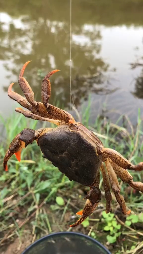 野钓钓鱼#不知道这个螃蟹好吃不?