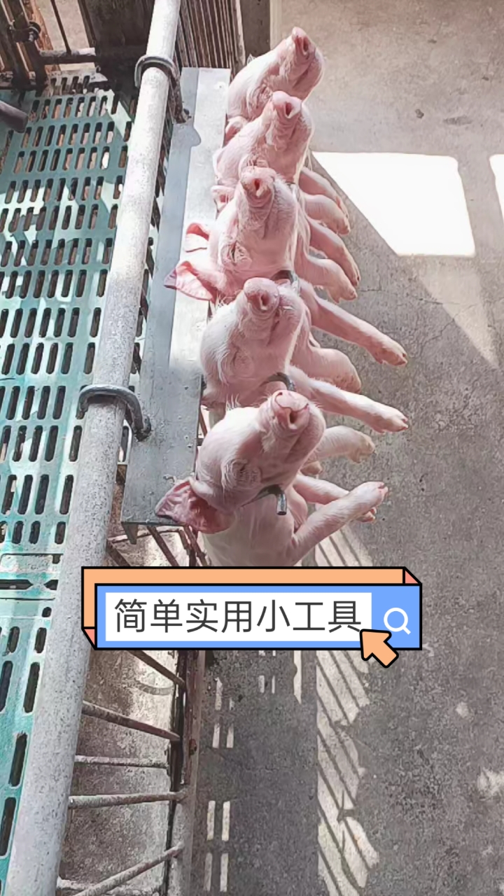 自制实用工具#新生仔猪剪牙,滴鼻,断尾固定架