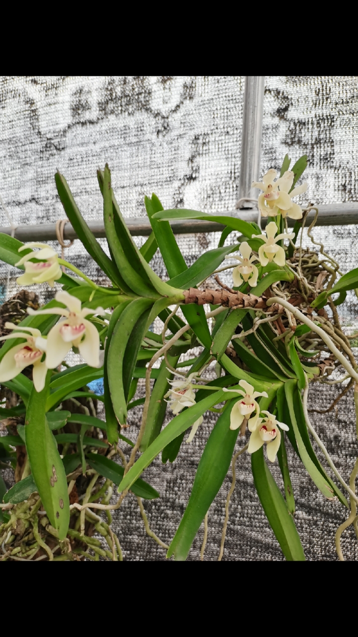 香花万代兰图片大全图片