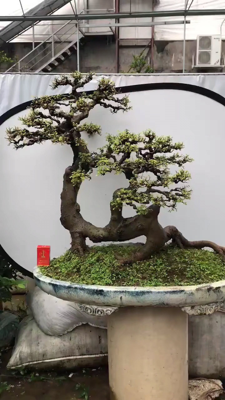 我家宠物不一样#金奖朴树