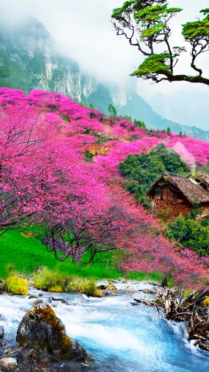 人间仙境#我向往的地方,山清水秀,鸟语花香,远离城市的喧嚣与繁华