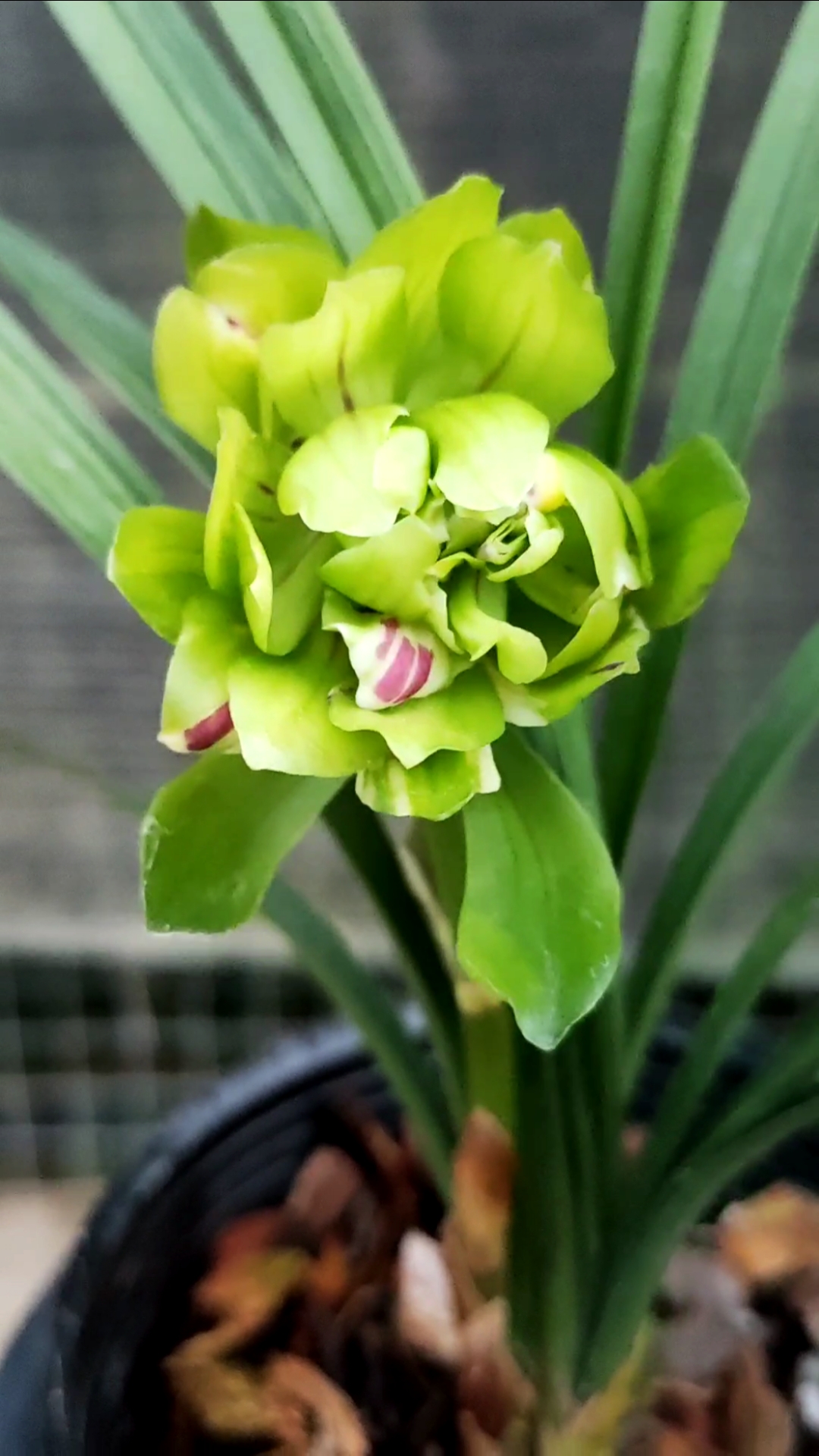 兰花#九仙牡丹春兰