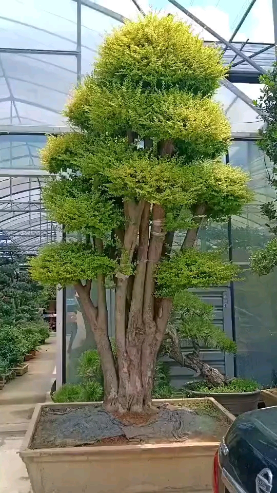 亮晶女贞造型树四季常青不落叶适合庭院别墅农家小院栽植