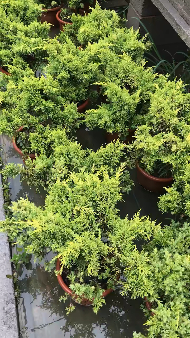 盆景#精品黄金真柏素材