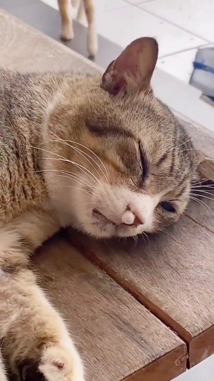 猫咪鼻子吹泡泡