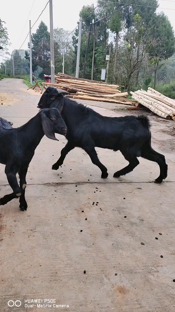 纯种努比亚黑山羊