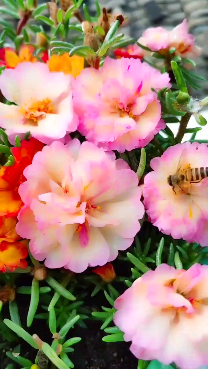 新品种太阳花,火焰粉色,结籽,重瓣的,看看有喜欢的吗?-度小视