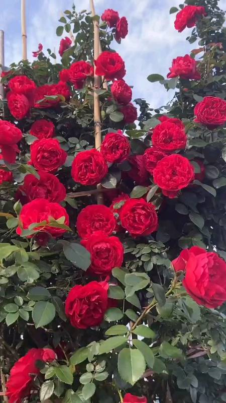 藤本月季蒂娜花亮超多适合做拱门花墙花柱等造型