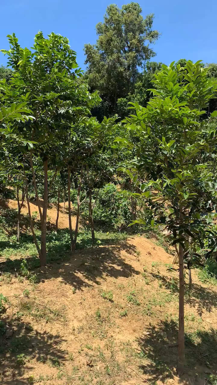 奇楠#奇楠树长的都很好,我们养的鸡漫山遍野的跑着找虫吃.