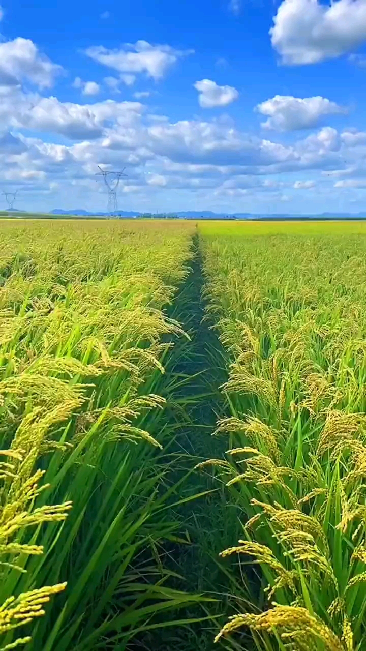 稻谷#稻谷成熟景色