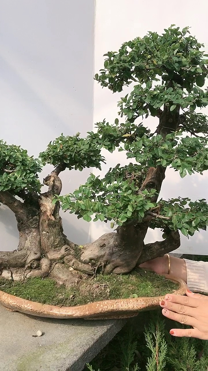 我要上热门#雀梅盆景盆景七贤之首