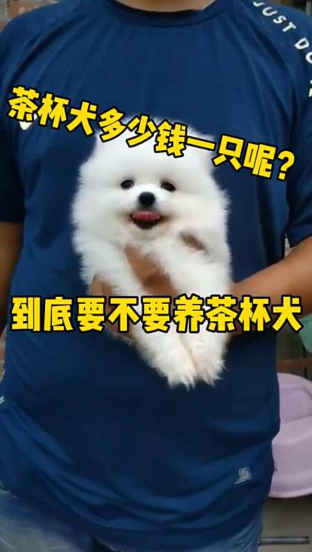茶杯犬#茶杯犬多少钱一只呢?到底要不要养茶杯犬呢?