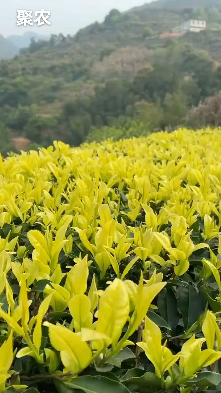 龙井黄茶苗##茶苗#聚农茶苗-度小视
