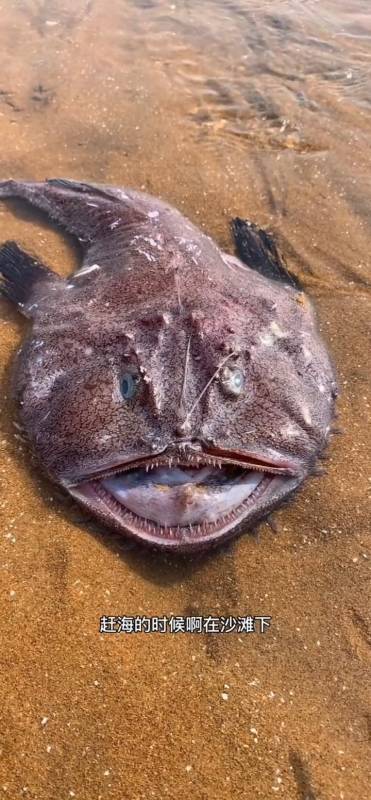 赶海捉海鲜#这个就是海里最丑的鱼,别看长的丑,味道还不错呢!