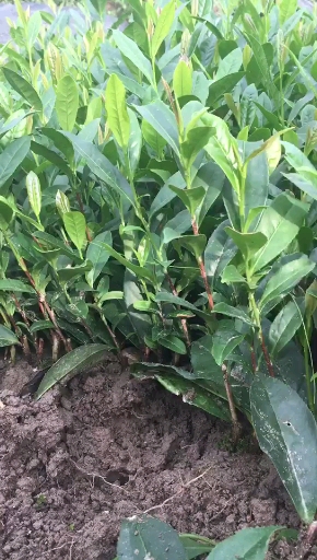 茶苗#特早奶白茶苗