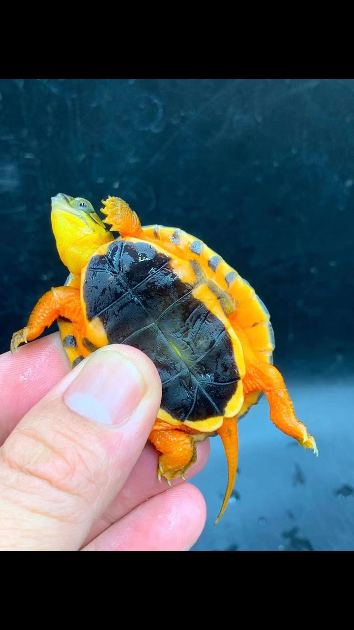 小小的金钱龟苗子,可爱又萌萌哒