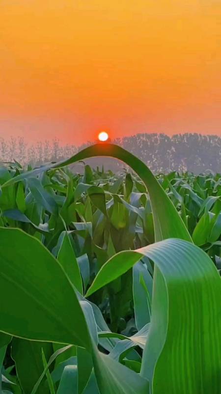 清晨的第一缕阳光,是希望,是开始,心若阳光,生活才能斑斓.-度小视