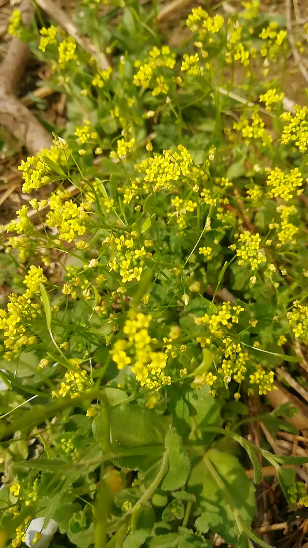 家花野花鮮花風中舞動的野菜花