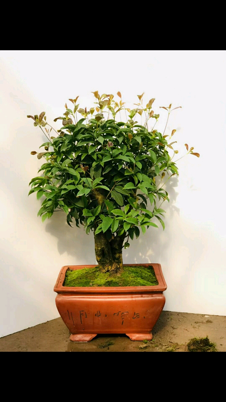 盆景#老桩四季桂,喜欢的来秒