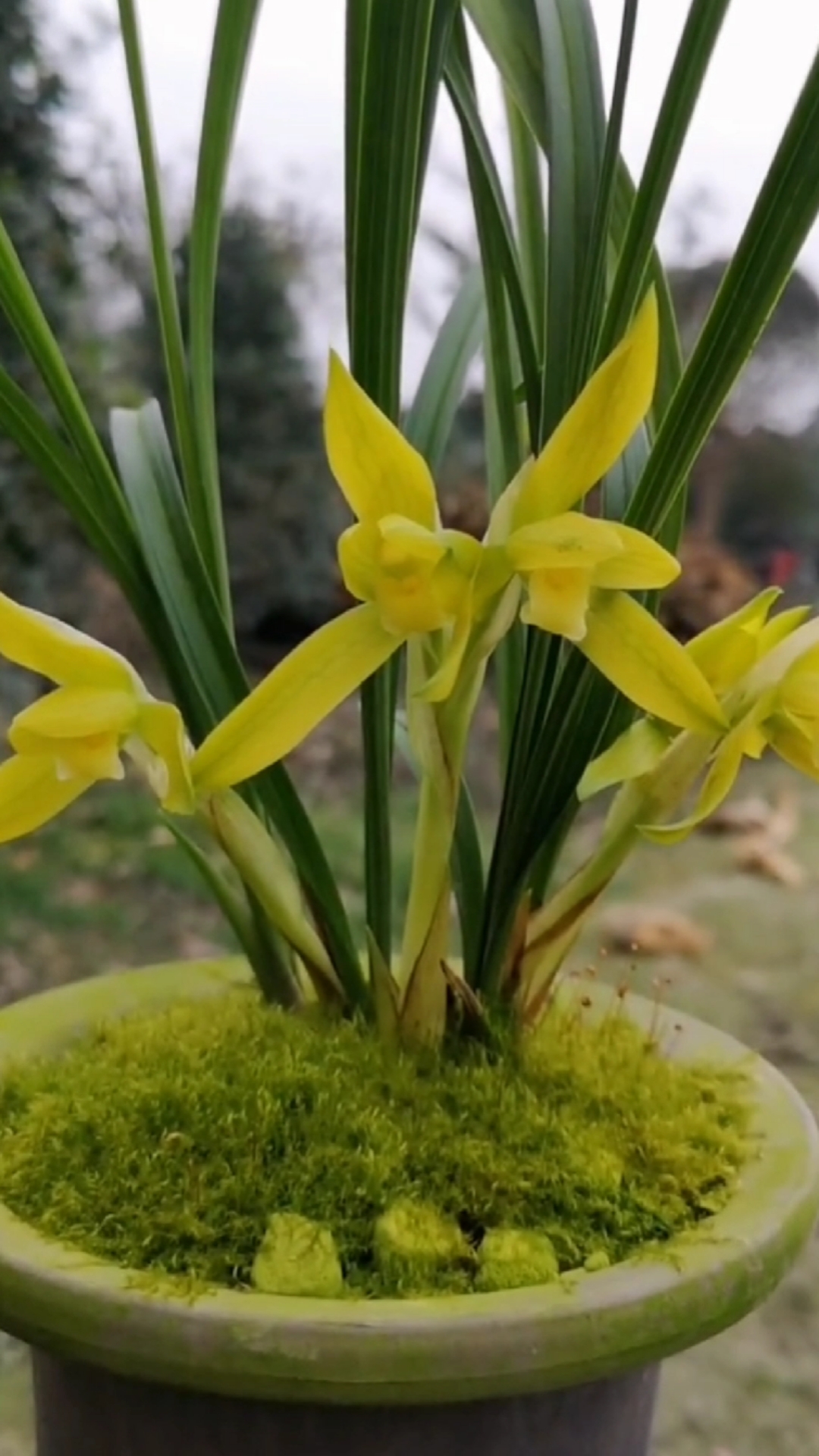 兰花#春兰金碧辉煌