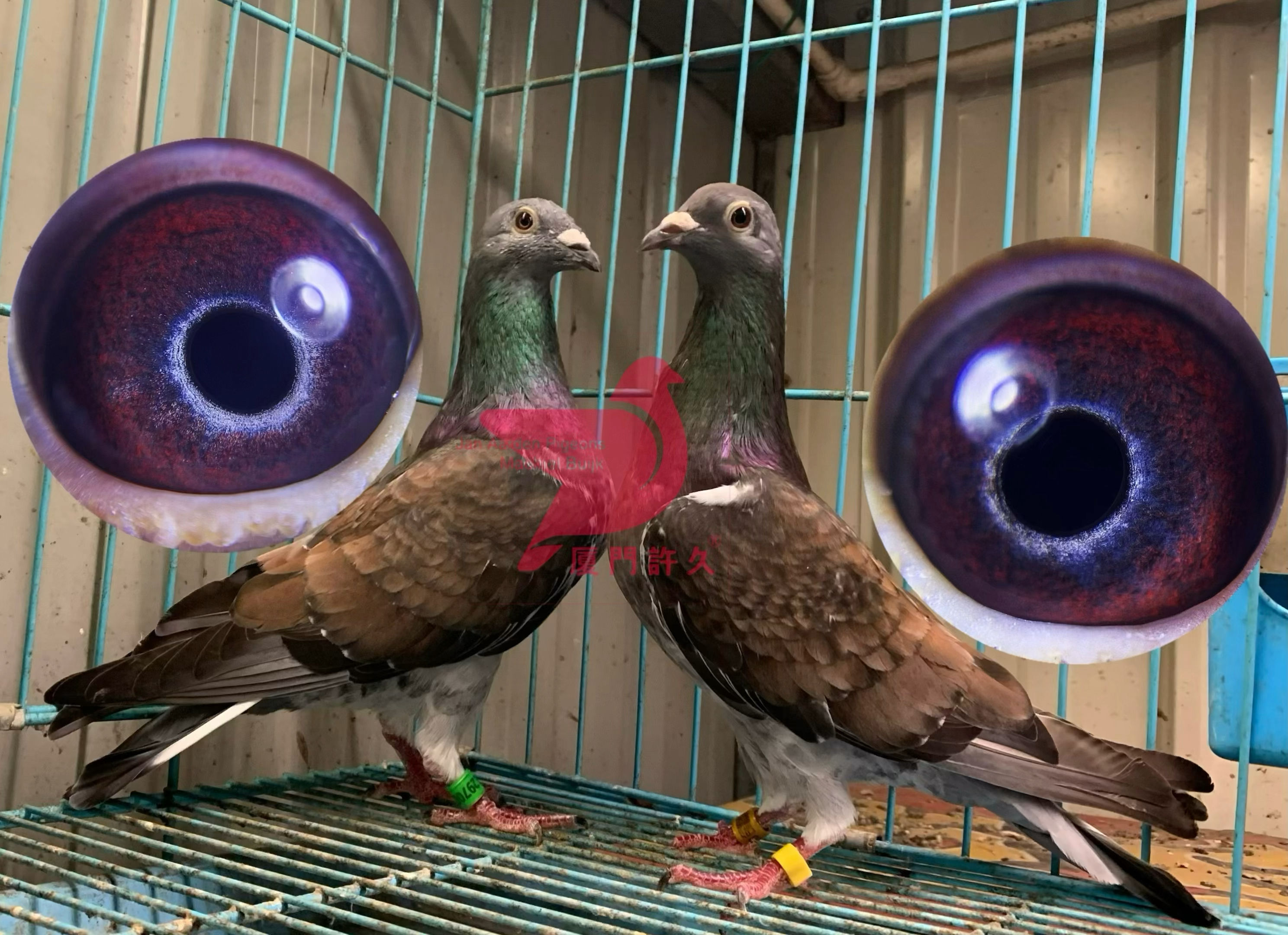 鸽子#杨阿腾紫罗兰种鸽欣赏