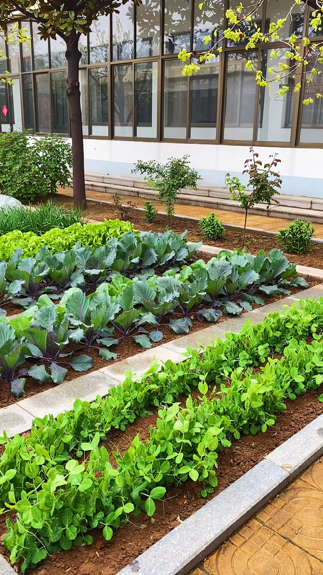 经过雨水的洗礼,菜园变得清清爽爽的,蔬菜变得更加嫩绿了-度小视