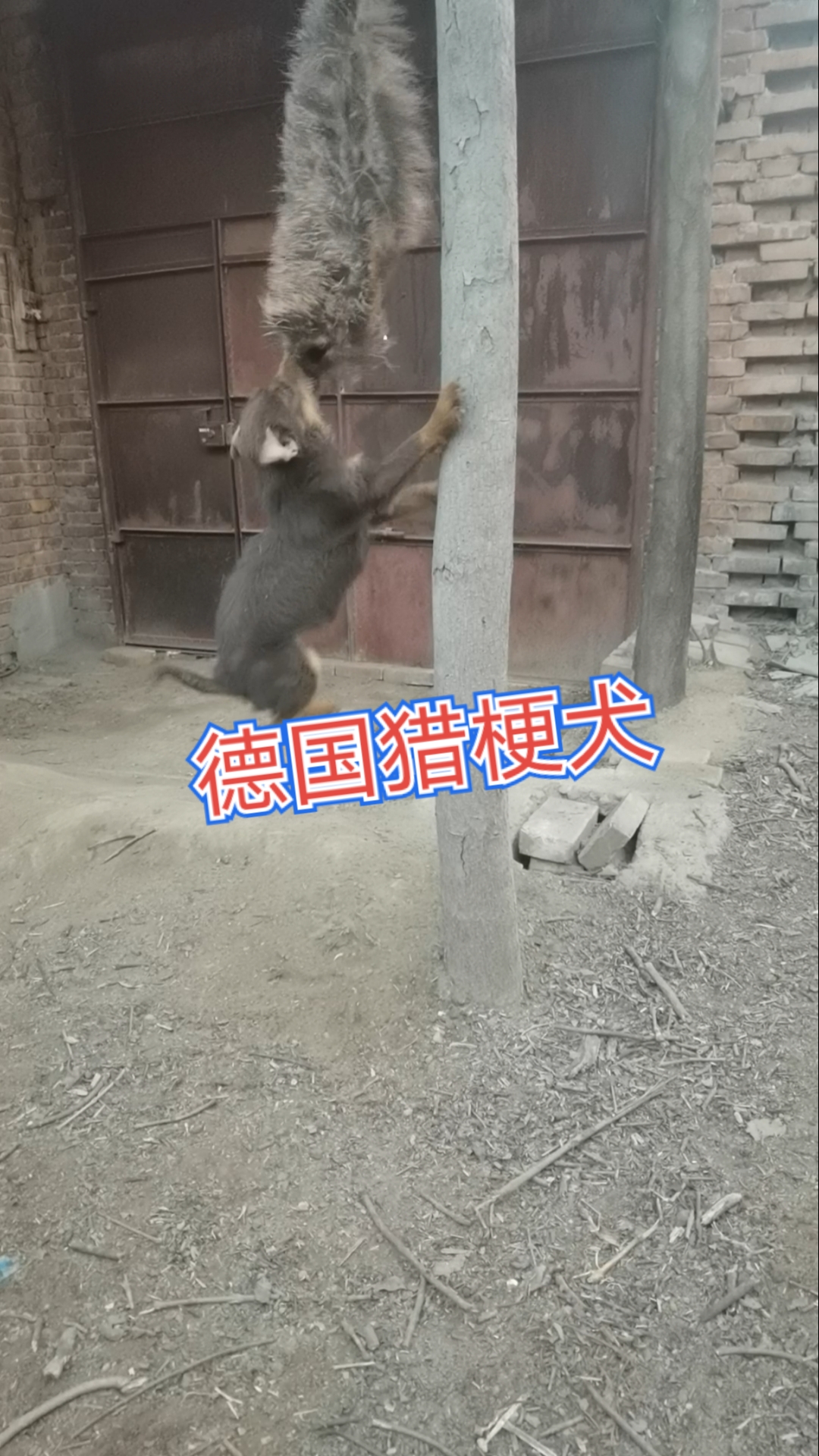 德国猎梗,猎犬,小钢炮,小型犬