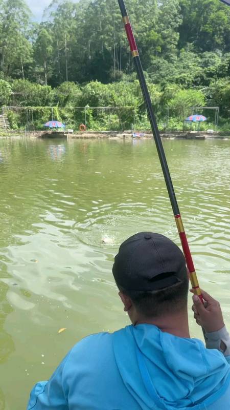 钓鱼人要的感觉#嗨呀,昨天塘主放的鲤鱼,今天的吃口太猛了,差不多一