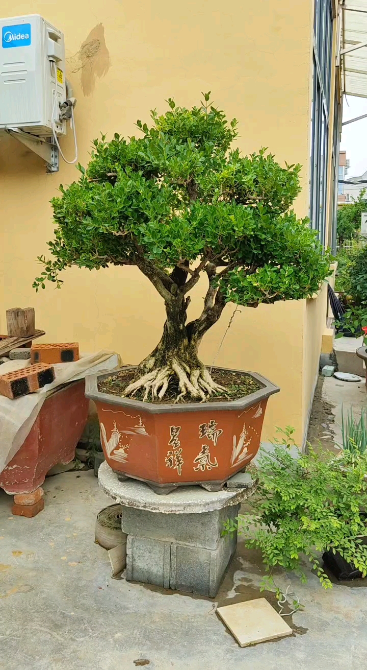 庭院景观#盆养四十年的北方黄杨,根盘有力树形漂亮,黄杨寓意美好-度