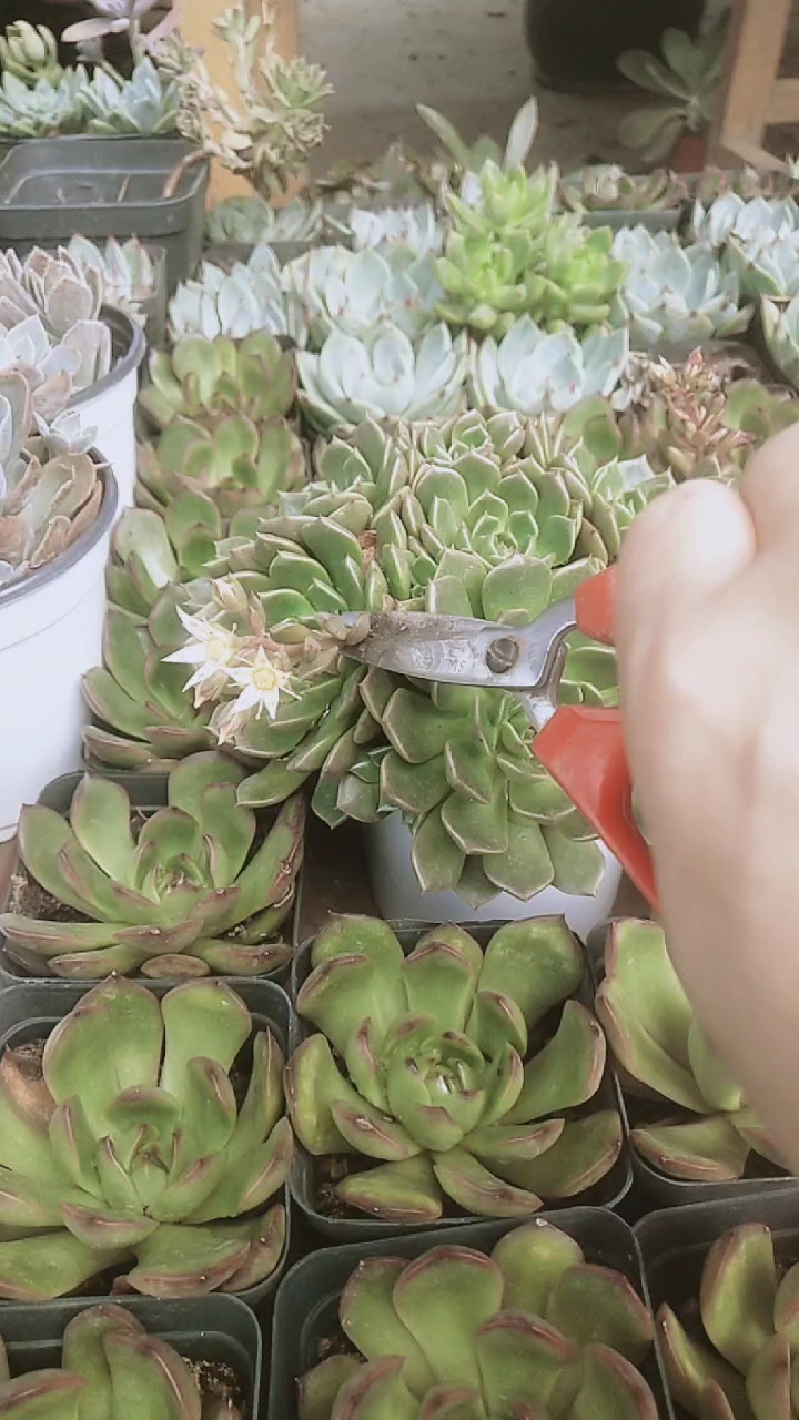 给多肉修剪花剪