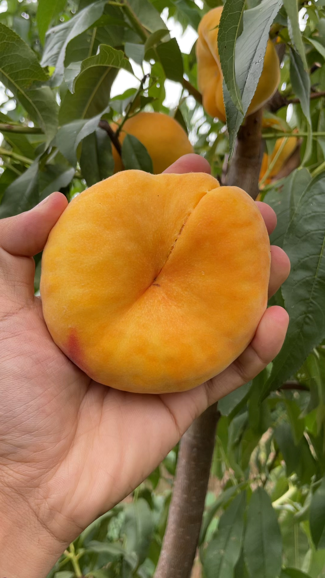 中熟黄肉毛蟠桃,8月成熟,口感纯甜