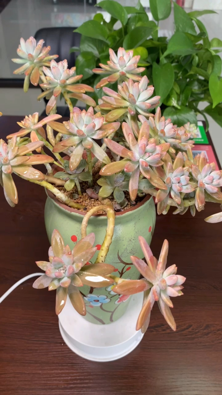 有一种可爱叫多肉秋丽的养殖方法秋丽多肉如何养护