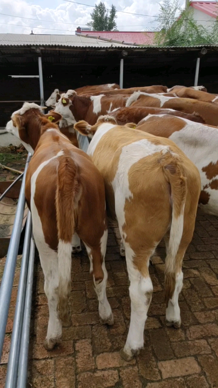 纯种西门塔尔牛!