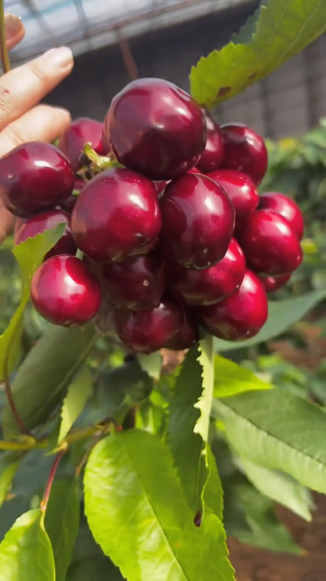 种植1年结果的美国一号大樱桃树苗