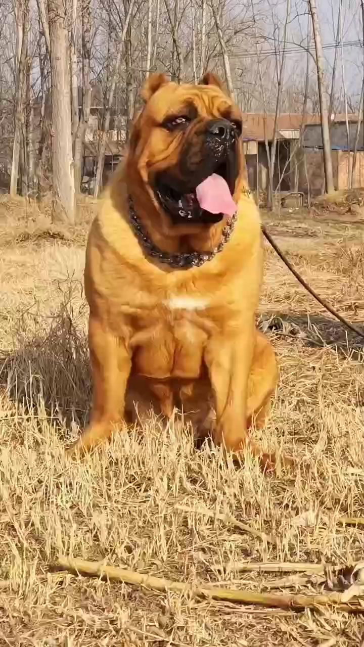 铁面卡斯罗护卫犬