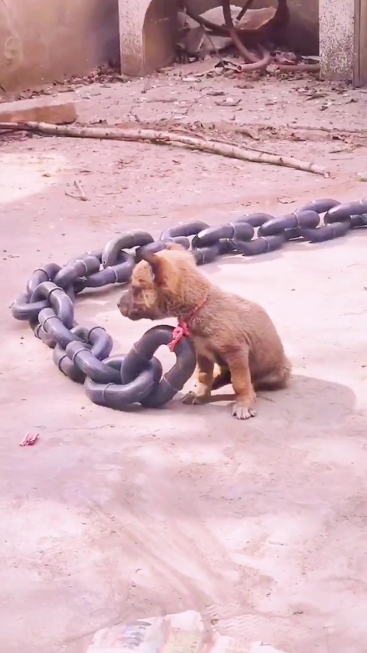 哮天犬触犯天条,被贬凡间!