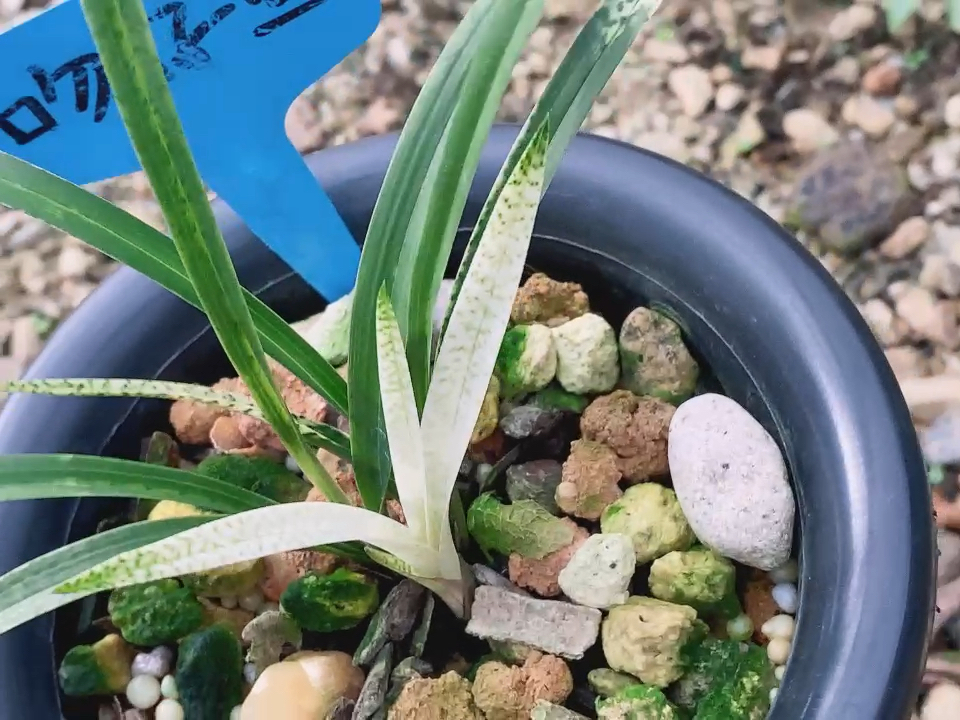 兰花#春兰名品吻仔鱼