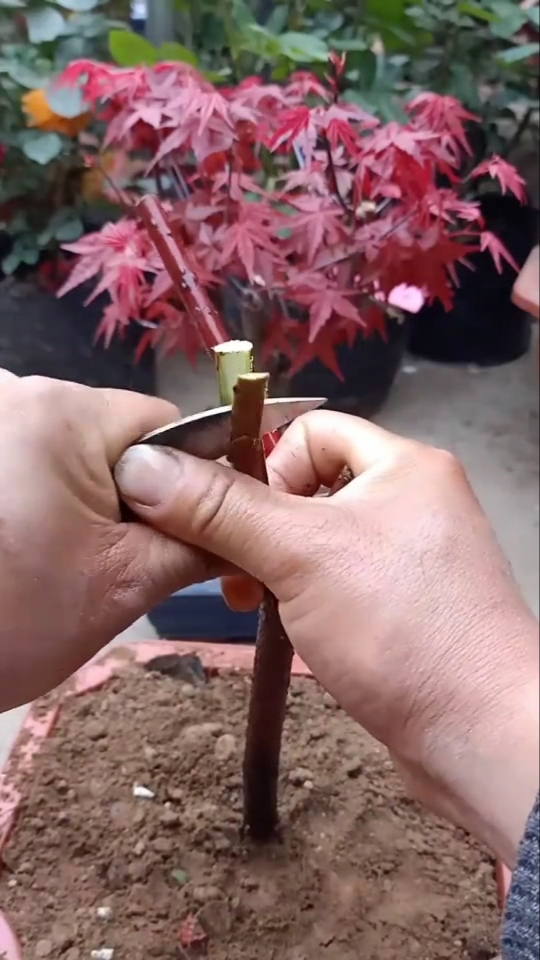 嫁接技术#红枫树嫁接技术分享.