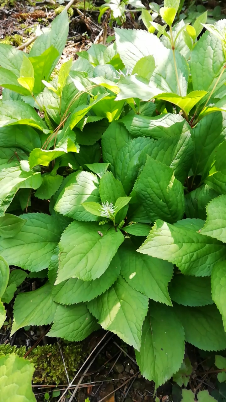 九华山野生中药材丝穗金粟兰!