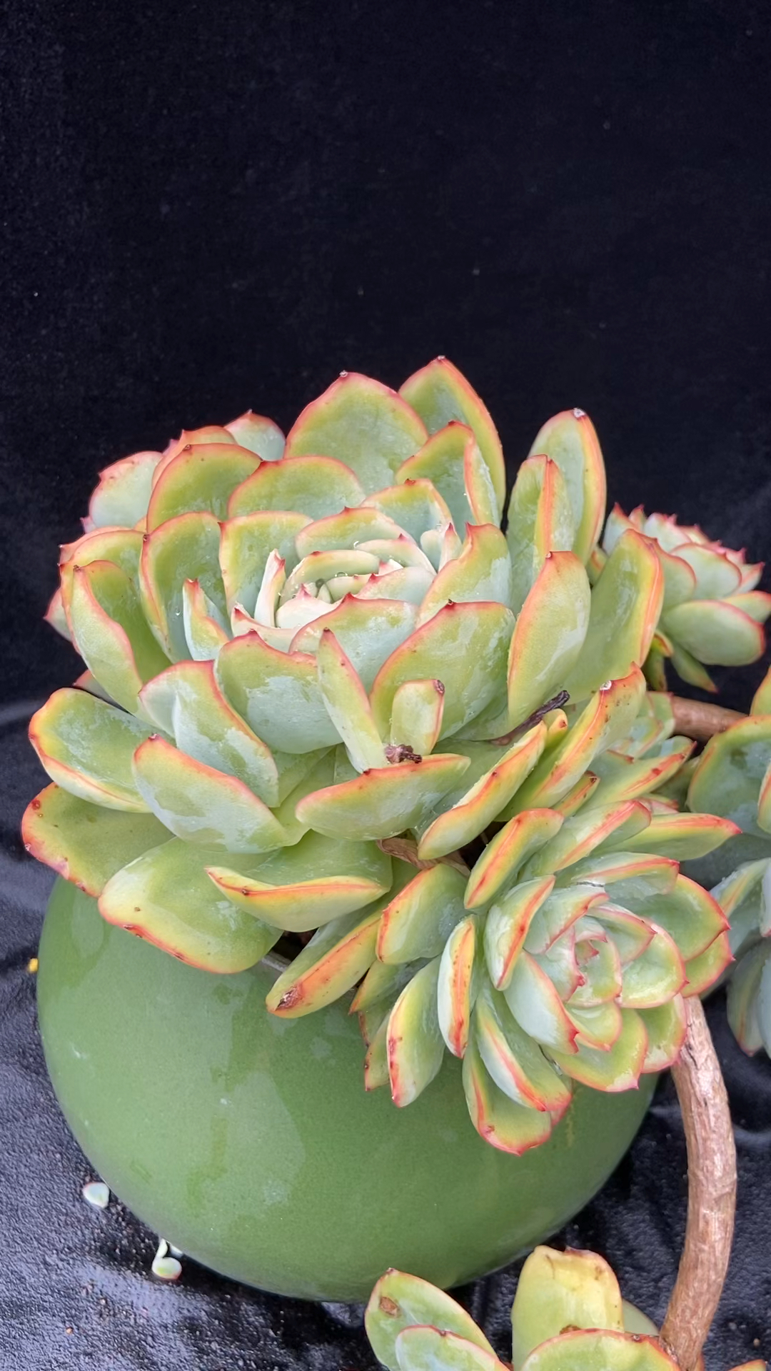 晨露多肉#好久好久没有流量了,也很少跟新了.今天发个试试.我的晨露