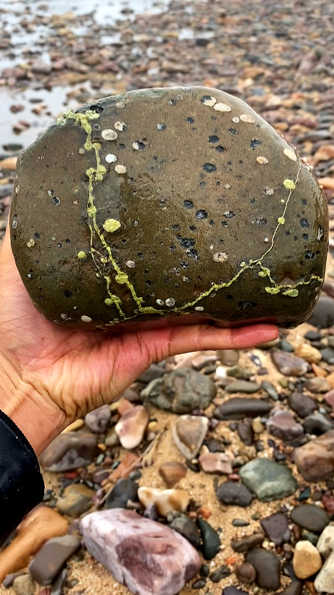 雨后的河滩捡石头,荷花石