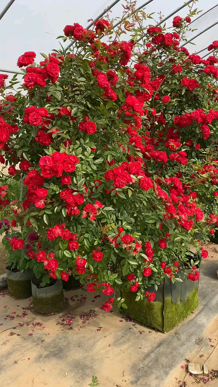 藤本月季红木香,花量多花期长多季循环开花-度小视