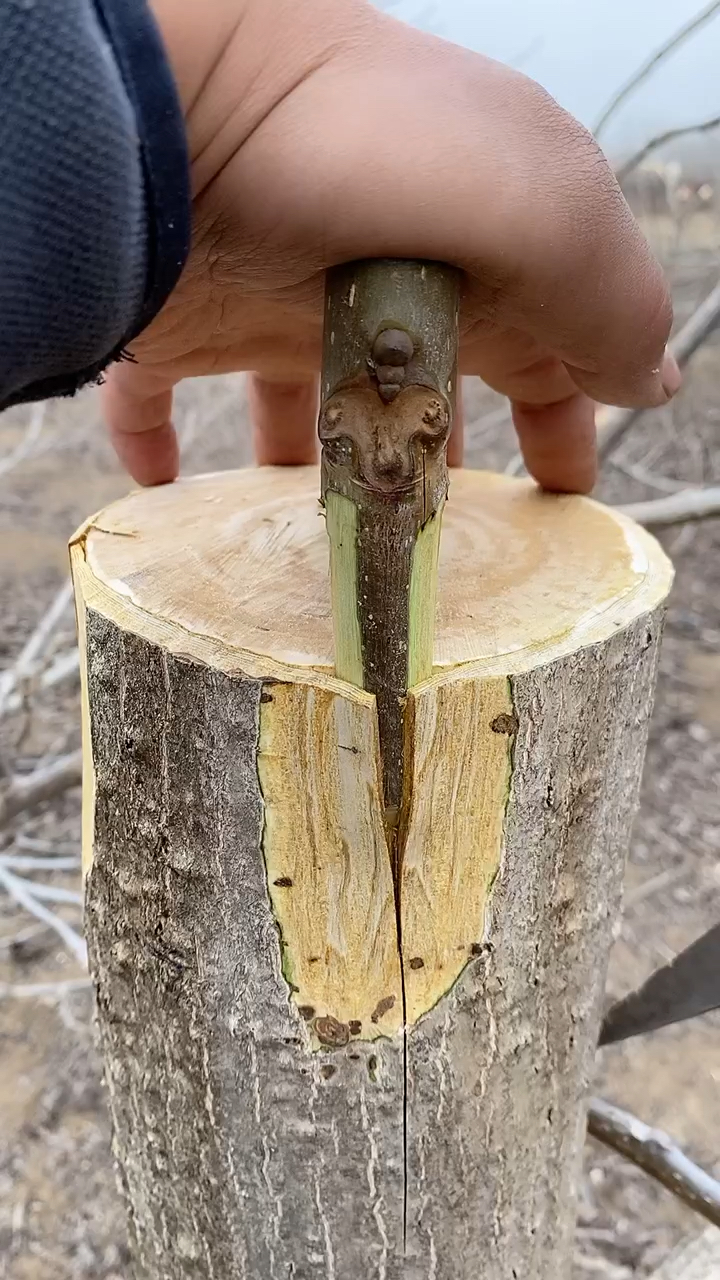 春日小視頻有獎徵集活動#核桃樹插皮嫁接法,適合改良品種,成活率高