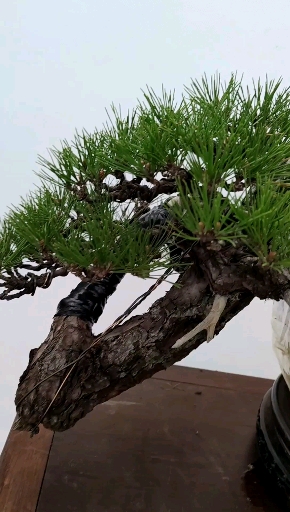 正在给客户打包的日本三河黑松悬崖造型