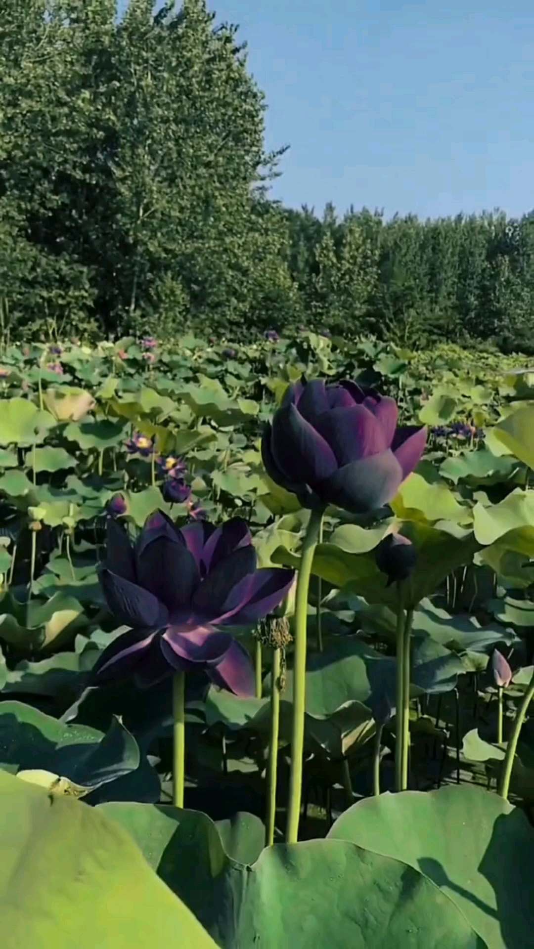 黑莲花:难得一见,别样的视觉,高贵的神秘感.