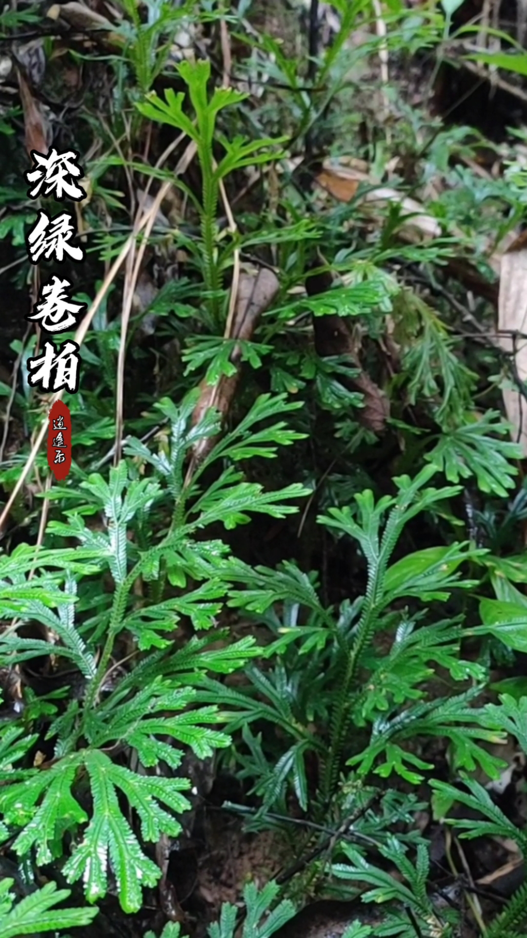 认识中草药#百草中药之深绿卷柏,土生蕨类植物,观赏与药用,入药部分