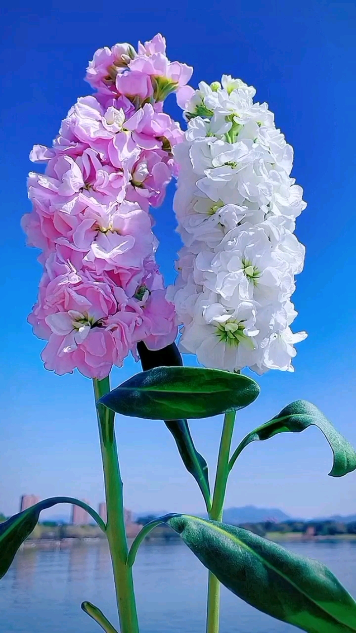 花开芳香,每天保持好心情,赏花